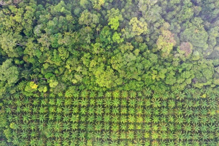 Atteindre les objectifs de durabilité des ingrédients se résume à l’approvisionnement
