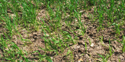Les produits à base de blé espèrent que les prévisions de pluie s'agrandissent