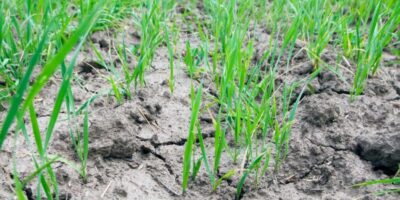 La sécheresse fait des ravages précoces sur le blé
