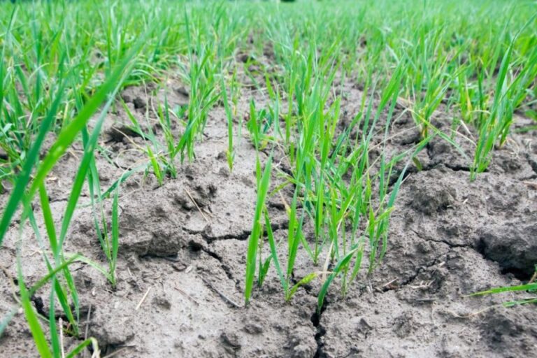 La sécheresse fait des ravages précoces sur le blé