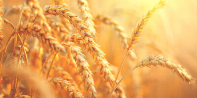Les Anderson finalisent un accord pour Skyland Grain