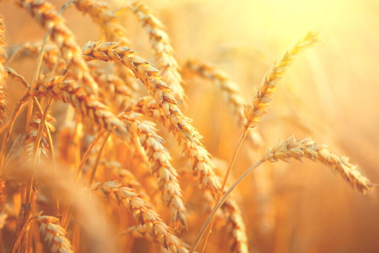 Les Anderson finalisent un accord pour Skyland Grain