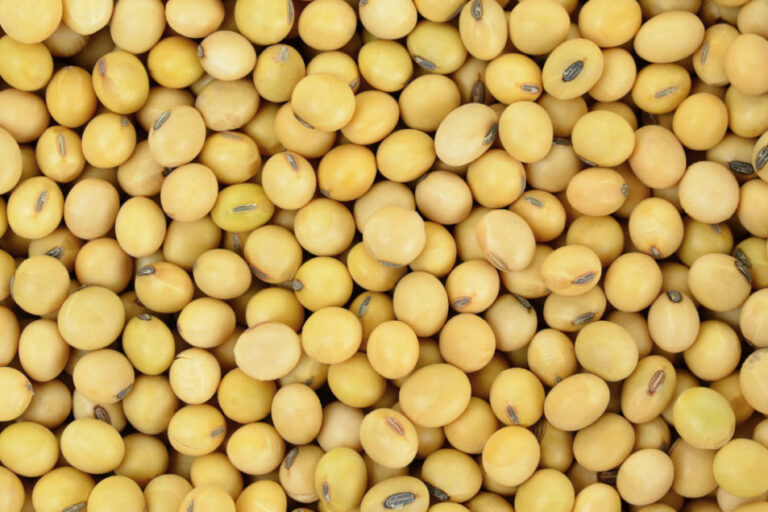 Beck's inaugure une usine de soja dans le Missouri