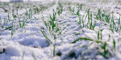 Les pluies de novembre, une aubaine pour le blé des plaines aux États-Unis