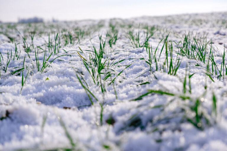 Les pluies de novembre, une aubaine pour le blé des plaines aux États-Unis