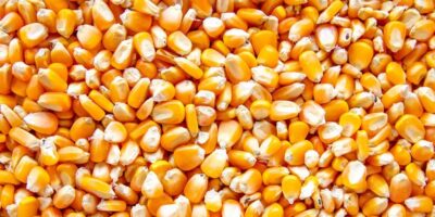 La demande d’exportation de maïs et d’huile de soja américaine augmente