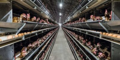 Post Holdings détecte l'IAHP dans une installation de l'Iowa