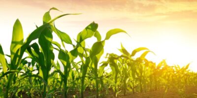 Un comité de règlement des différends se prononce en faveur des États-Unis dans le débat sur le maïs génétiquement modifié