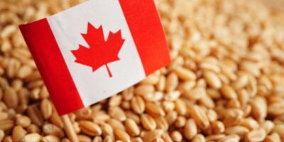 La production de farine de blé canadienne en baisse de 4 %
