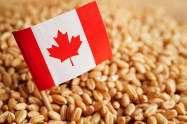 La production de farine de blé canadienne en baisse de 4 %