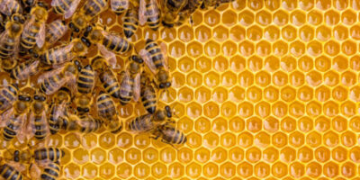 Aux États-Unis, les pertes de colonies d’abeilles domestiques sont les plus élevées depuis dix ans