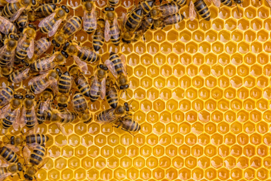 Aux États-Unis, les pertes de colonies d’abeilles domestiques sont les plus élevées depuis dix ans