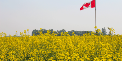 Prévision canadienne entièrement du blé
