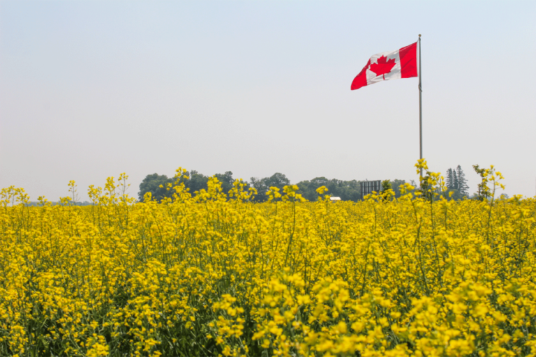 Prévision canadienne entièrement du blé
