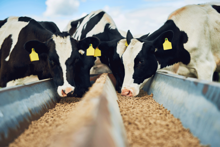 Coûts laitiers étroitement liés aux valeurs d'alimentation