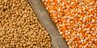 Les estimations de la production américaine de maïs et de soja à la baisse