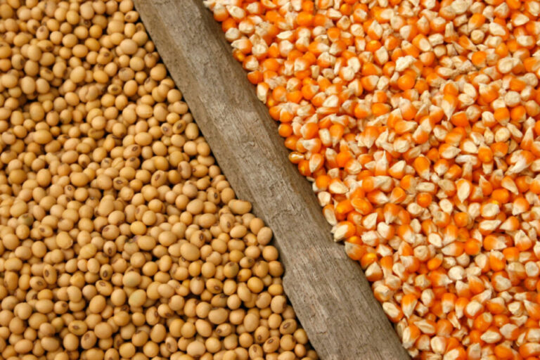 Les estimations de la production américaine de maïs et de soja à la baisse