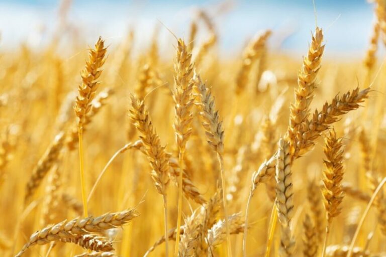 Les semis de blé tendre d’hiver bondissent de 6 % par rapport à 2024