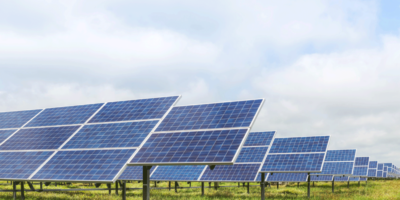 Initiative pour cultiver le grain de kernza sous panneaux solaires