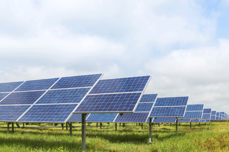 Initiative pour cultiver le grain de kernza sous panneaux solaires
