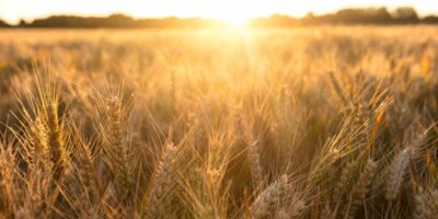 Zone plantée de blé projetée plus haut