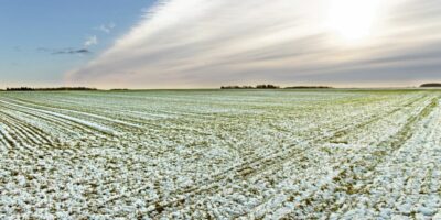 Les conditions de blé d'hiver plus bas dans les plaines du sud