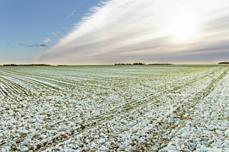 Les conditions de blé d'hiver plus bas dans les plaines du sud