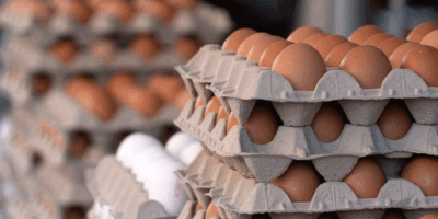 Les prix élevés des œufs ont un impact significatif sur les coûts des ingrédients