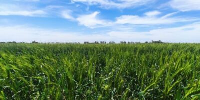 Le blé HB4 a accordé une protection contre les brevets aux États-Unis