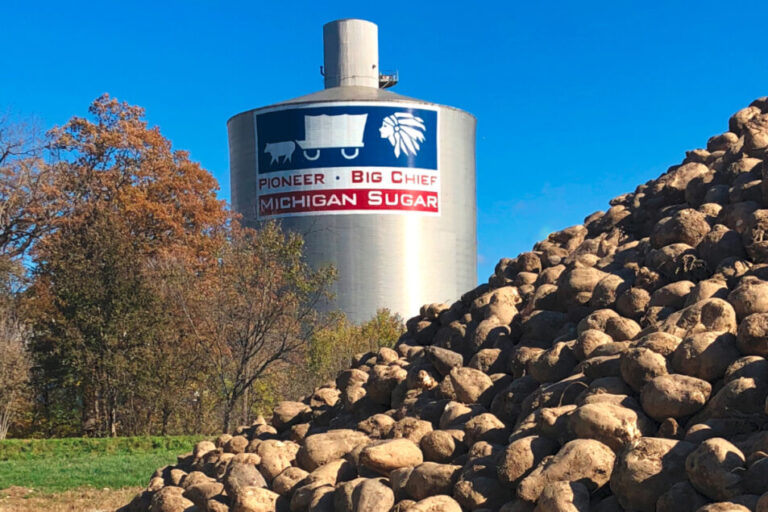 Les producteurs de sucre du Michigan au Canada réduisent la superficie des betteraves