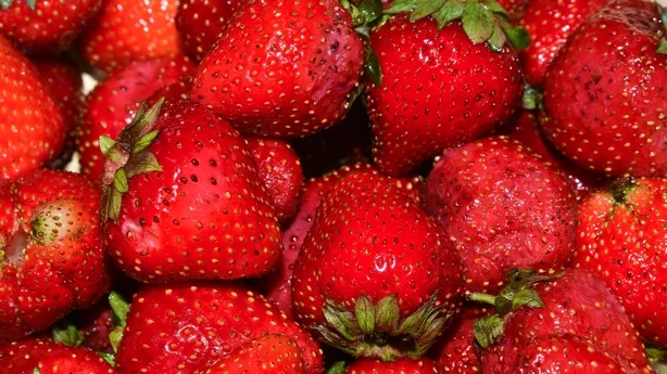 Fraises mûres. Gros plan de fraises aux baies humides rouge vif.