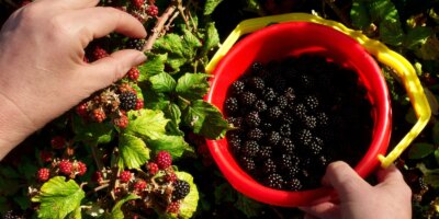 Tout ce qu'il faut savoir sur la saison des mûres